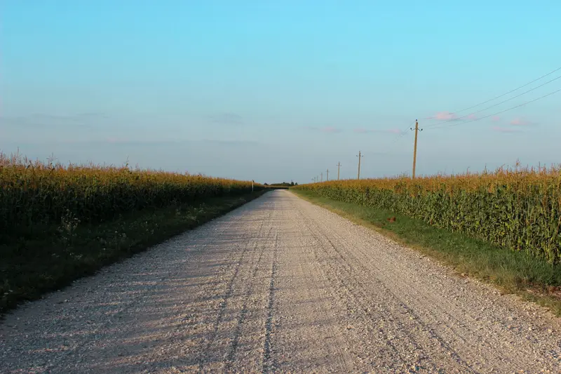 Long gravel road between tall cornfields under a clear summer sky
